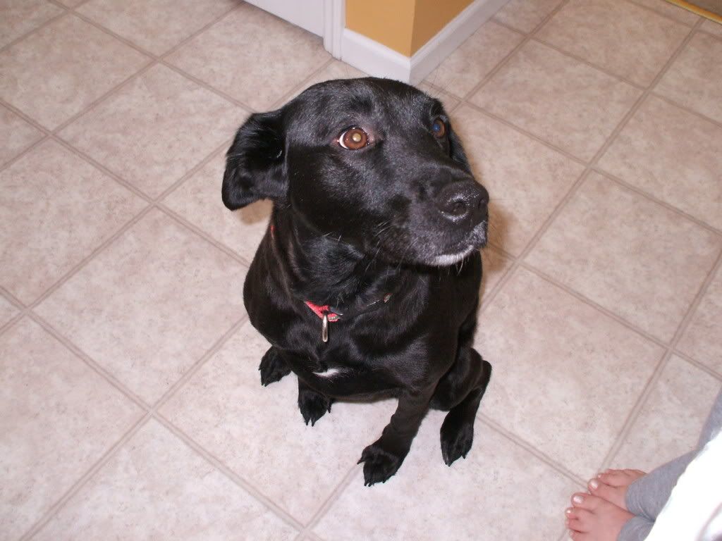 This is my Dachshund on my Datsun Non Tech Board HybridZ